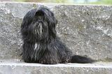 LHASSA APSO 204